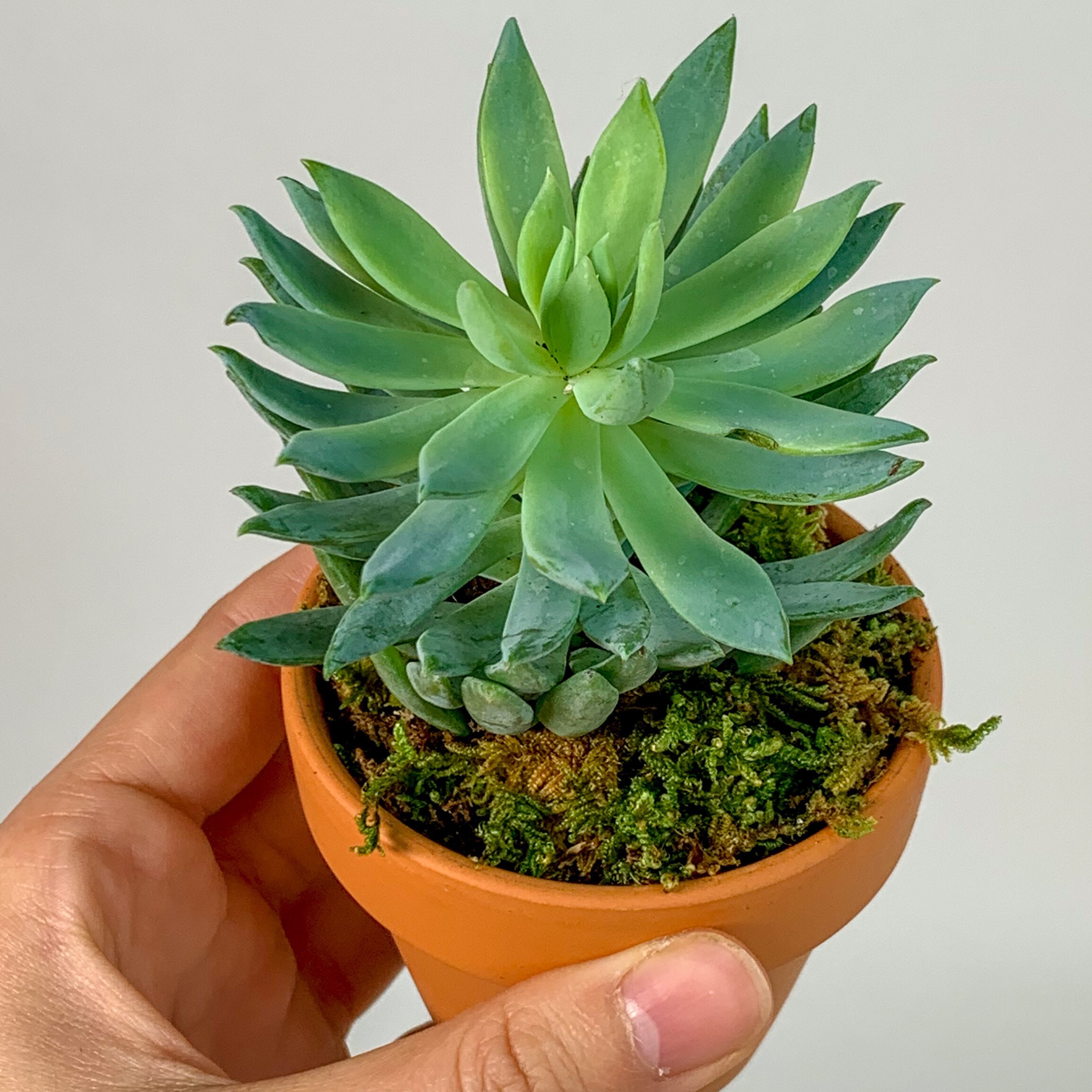 Lasting Memory Succulent